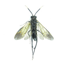 Macrophya infumata