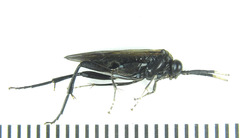 Macrophya infumata