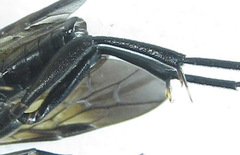 Macrophya infumata