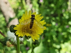 Episyrphus balteatus