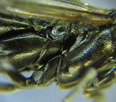 Macrophya infumata