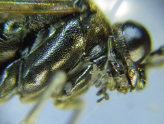 Macrophya infumata