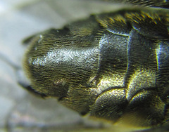Macrophya infumata