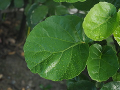 Polyscias balfouriana