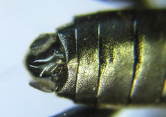 Macrophya infumata