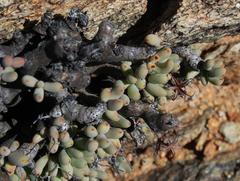 Tylecodon buchholzianus