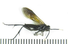 Macrophya infumata