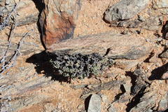 Tylecodon buchholzianus