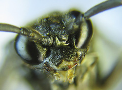 Macrophya infumata