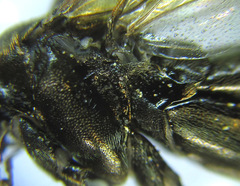 Macrophya infumata