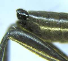 Macrophya infumata