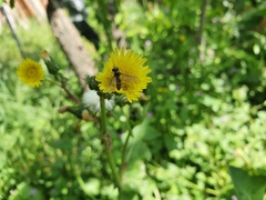 Episyrphus balteatus