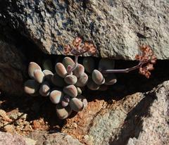 Crassula sericea sericea