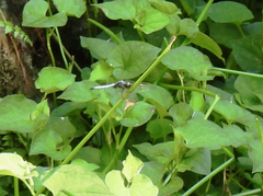 Orthetrum triangulare