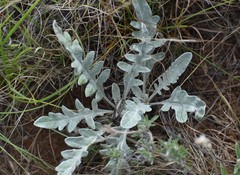 Hymenopappus flavescens