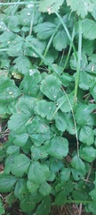 Waldsteinia ternata