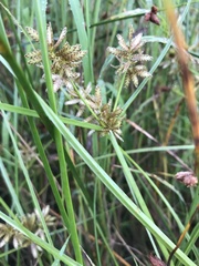 Cyperus diandrus