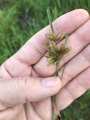 Cyperus diandrus