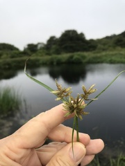 Cyperus diandrus