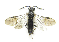 Dolerus genucinctus