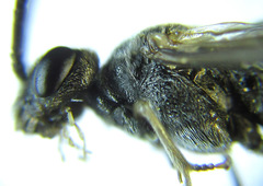 Dolerus genucinctus