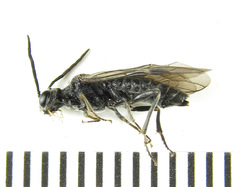 Dolerus genucinctus