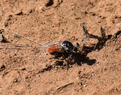 Cerotainiops