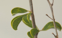 Psoralea arborescens