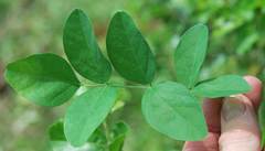 Clitoria ternatea ternatea