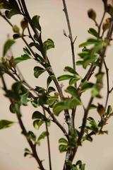 Psoralea arborescens