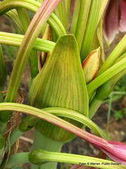 Crinum bulbispermum