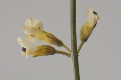 Psoralea arborescens