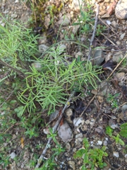 Salvia scabiosifolia