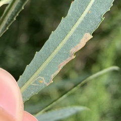 Stigmella salicis
