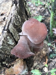 Auricularia angiospermarum