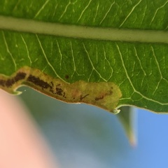 Stigmella salicis
