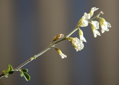 Psoralea arborescens