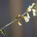 Renosterveld Hook-Leaved Pea - Photo (c) Charles Stirton, some rights reserved (CC BY-SA), uploaded by Charles Stirton