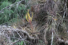 Tillandsia inopinata