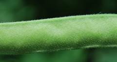 Clitoria ternatea ternatea