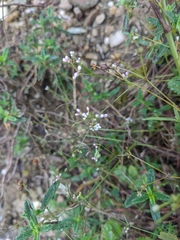 Asperula tenella