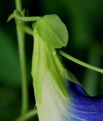 Clitoria ternatea ternatea