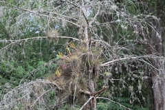 Tillandsia inopinata