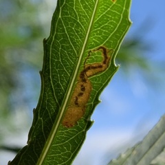 Stigmella salicis