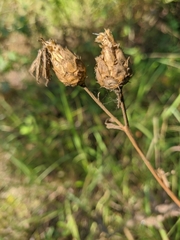 Centaurea orientalis