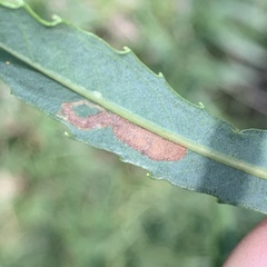 Stigmella salicis