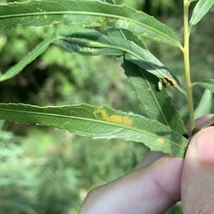 Stigmella salicis