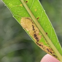 Stigmella salicis
