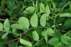 Clitoria ternatea ternatea