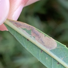 Stigmella salicis